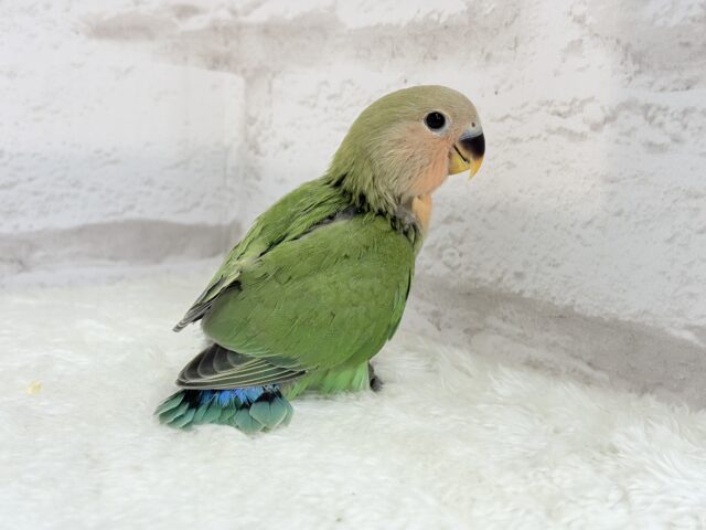 コザクラインコ（小桜インコ）