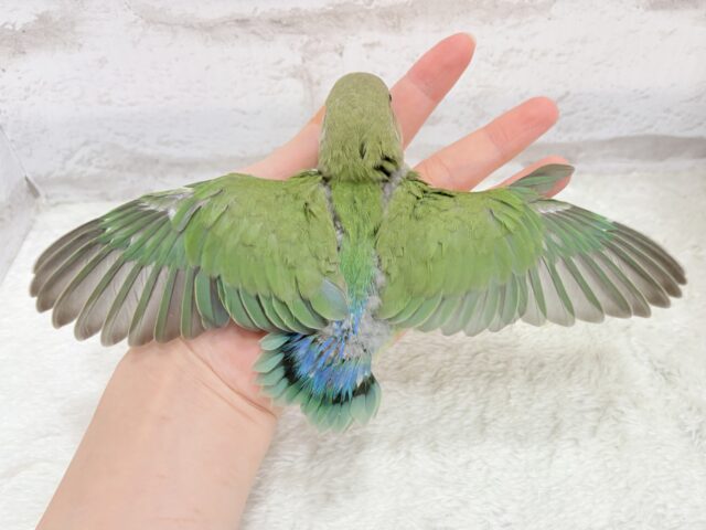 コザクラインコ（小桜インコ）