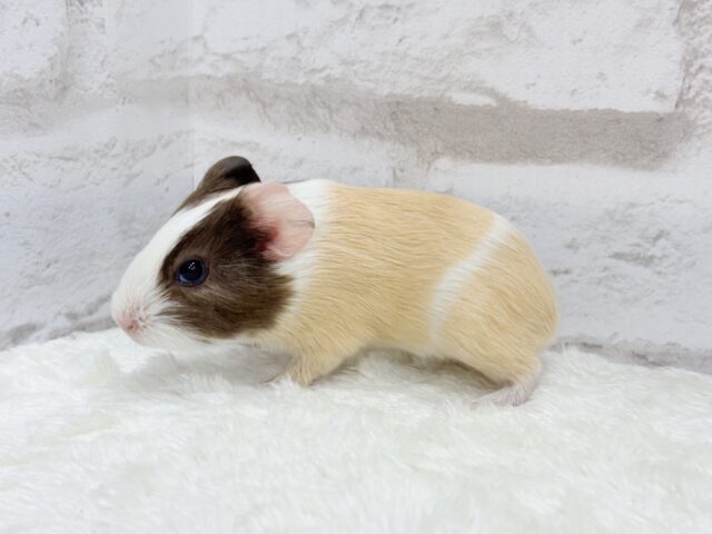 イングリッシュモルモット