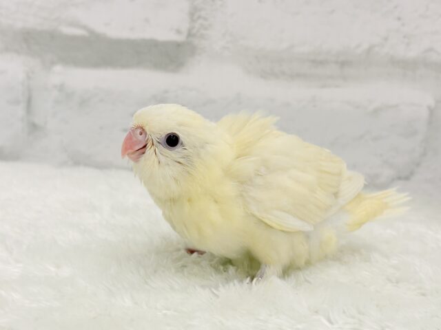 サザナミインコ