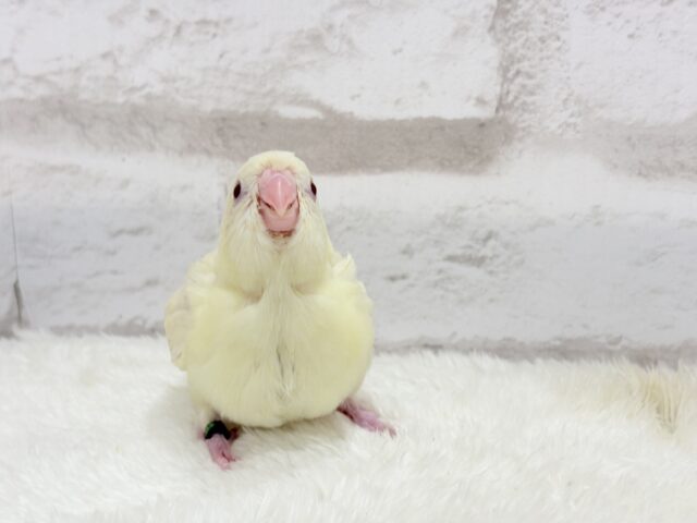 サザナミインコ