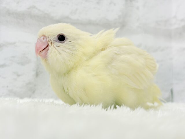 サザナミインコ