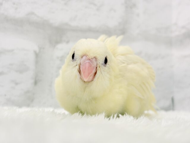 サザナミインコ