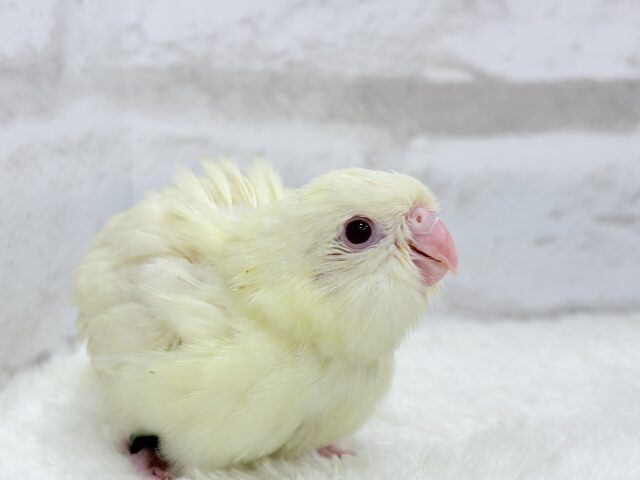 サザナミインコ