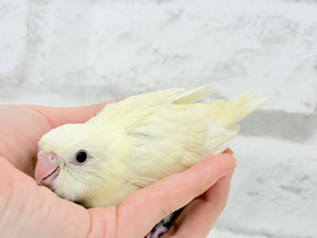 サザナミインコ