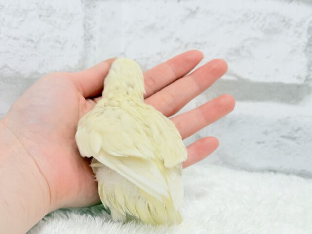 サザナミインコ