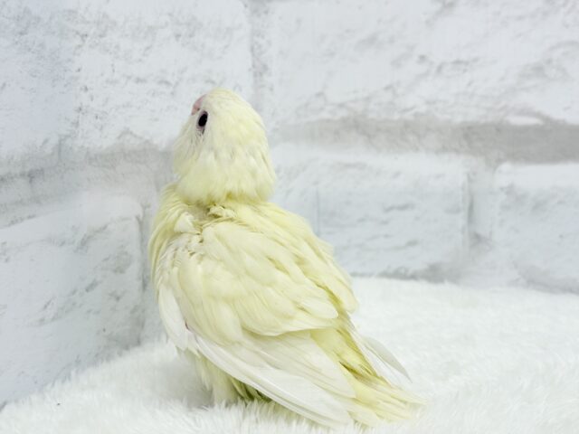 サザナミインコ