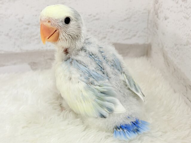 コザクラインコ（小桜インコ）