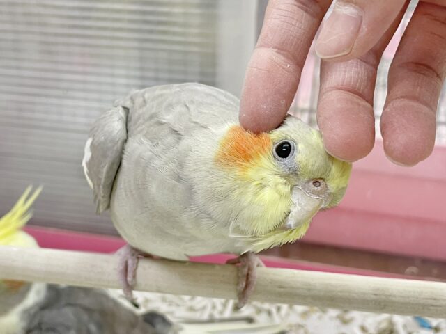 オカメインコ