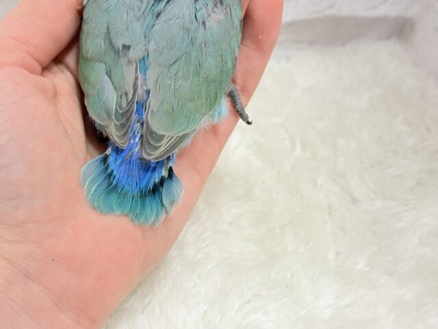 コザクラインコ（小桜インコ）