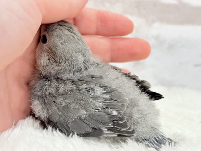 落ち着きカラーに目が止まる♬コザクラインコ(モーブ) ヒナ コザクラインコ(小桜インコ)