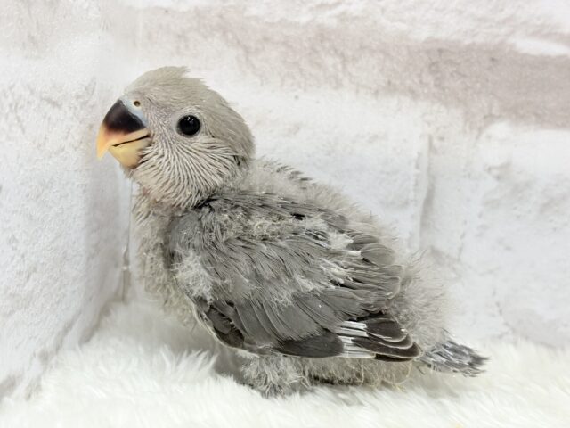 落ち着きカラーに目が止まる♬コザクラインコ(モーブ) ヒナ コザクラインコ(小桜インコ)