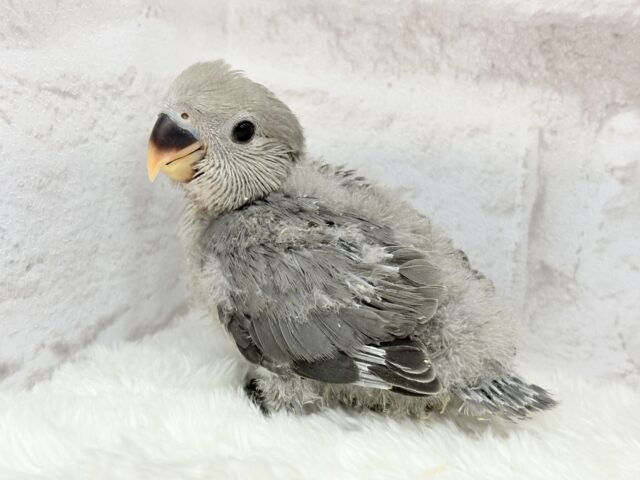 落ち着きカラーに目が止まる♬コザクラインコ(モーブ) ヒナ コザクラインコ(小桜インコ)