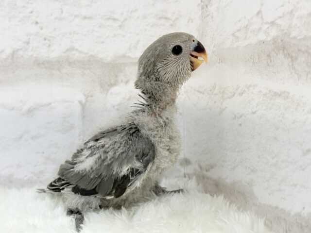 落ち着きカラーに目が止まる♬コザクラインコ(モーブ) ヒナ コザクラインコ(小桜インコ)