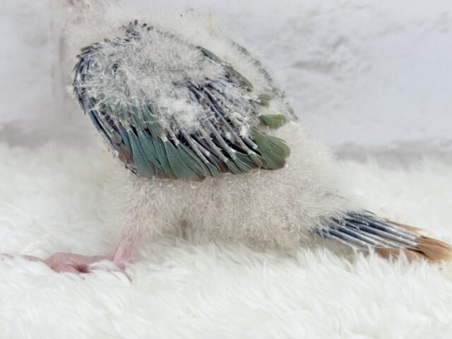 ホオミドリウロコインコ