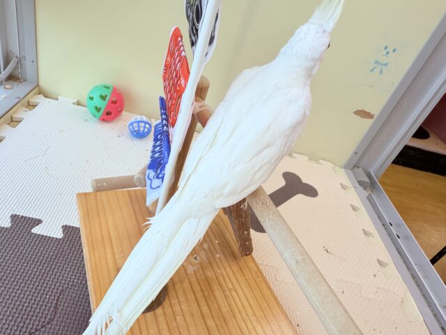 オカメインコ