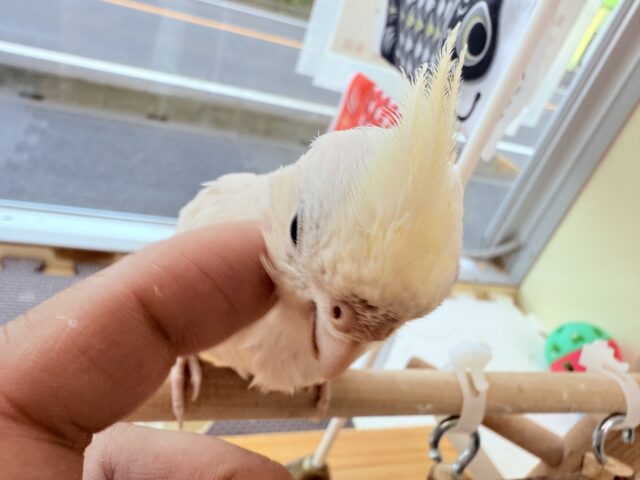 オカメインコ