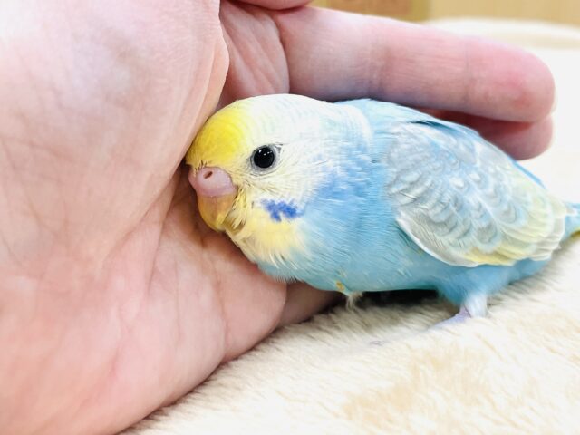 【最新画像】人が大好き🤍セキセイインコ(パステルレインボー)ヒナ🩵 セキセイインコ