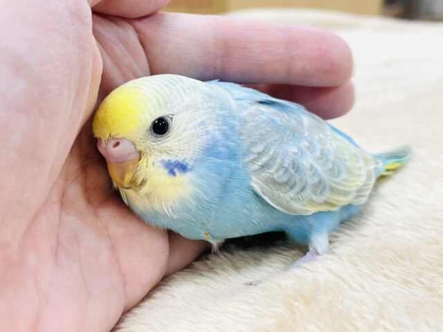 【最新画像】人が大好き🤍セキセイインコ(パステルレインボー)ヒナ🩵 セキセイインコ