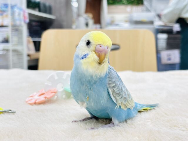 【最新画像】人が大好き🤍セキセイインコ(パステルレインボー)ヒナ🩵 セキセイインコ