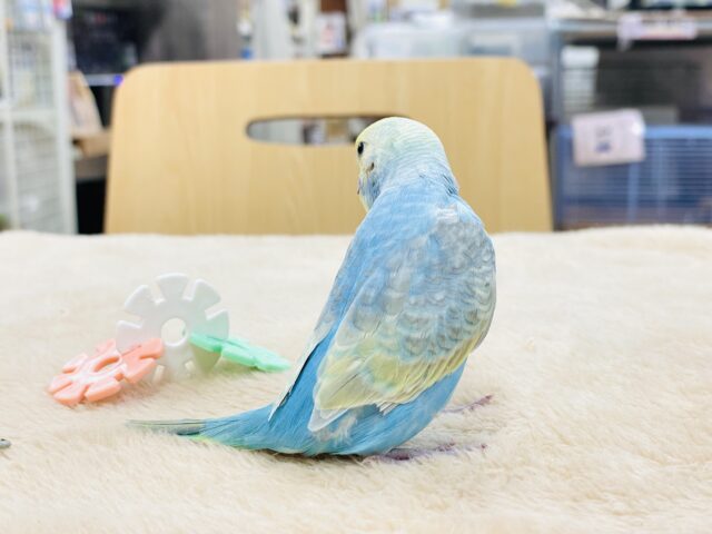 【最新画像】人が大好き🤍セキセイインコ(パステルレインボー)ヒナ🩵 セキセイインコ