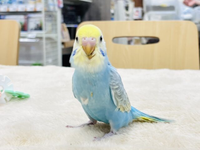 【最新画像】人が大好き🤍セキセイインコ(パステルレインボー)ヒナ🩵 セキセイインコ