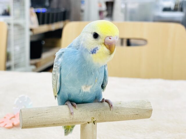 【最新画像】人が大好き🤍セキセイインコ(パステルレインボー)ヒナ🩵 セキセイインコ