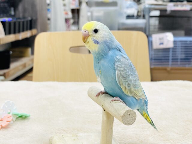 【最新画像】人が大好き🤍セキセイインコ(パステルレインボー)ヒナ🩵 セキセイインコ