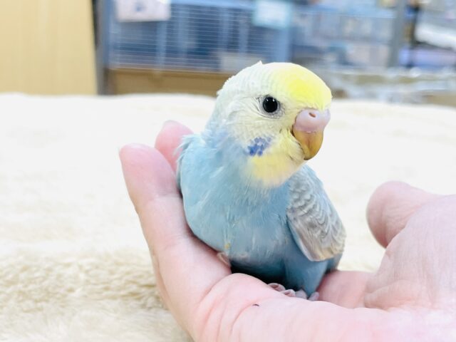 【最新画像】人が大好き🤍セキセイインコ(パステルレインボー)ヒナ🩵 セキセイインコ