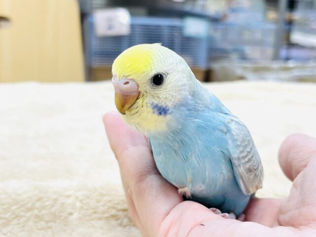 【最新画像】人が大好き🤍セキセイインコ(パステルレインボー)ヒナ🩵 セキセイインコ