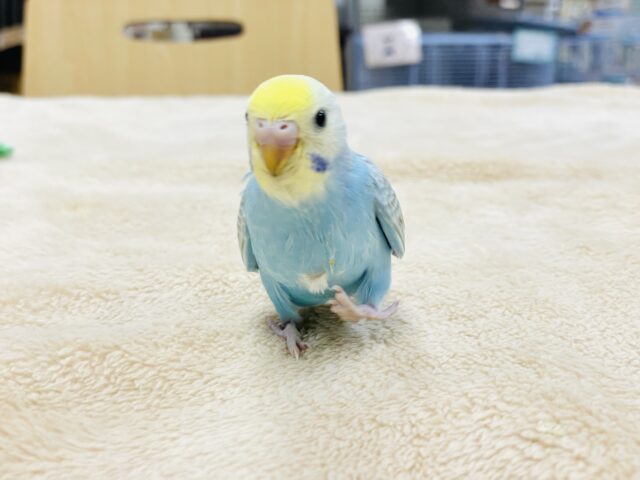 【最新画像】人が大好き🤍セキセイインコ(パステルレインボー)ヒナ🩵 セキセイインコ
