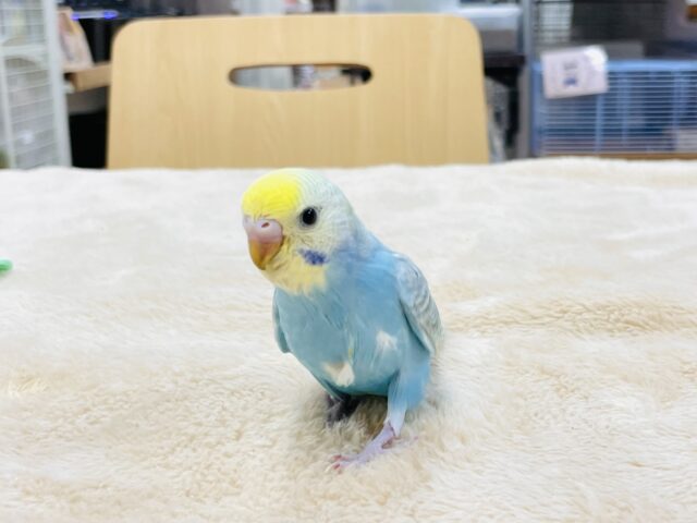 【最新画像】人が大好き🤍セキセイインコ(パステルレインボー)ヒナ🩵 セキセイインコ