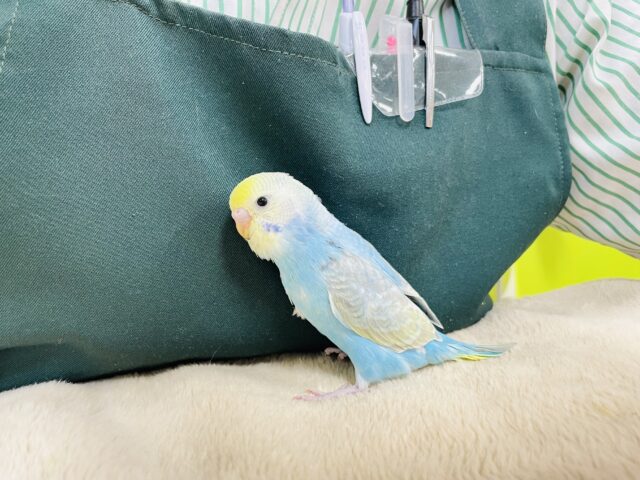 【最新画像】人が大好き🤍セキセイインコ(パステルレインボー)ヒナ🩵 セキセイインコ
