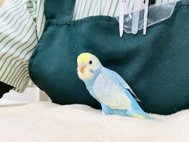 【最新画像】人が大好き🤍セキセイインコ(パステルレインボー)ヒナ🩵 セキセイインコ