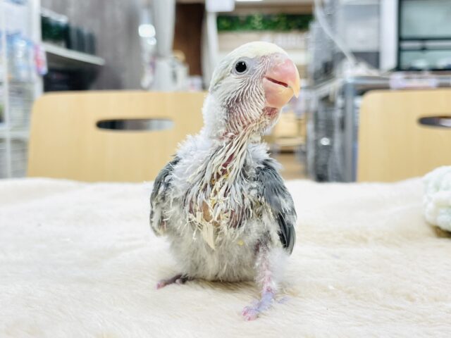 コザクラインコ（小桜インコ）