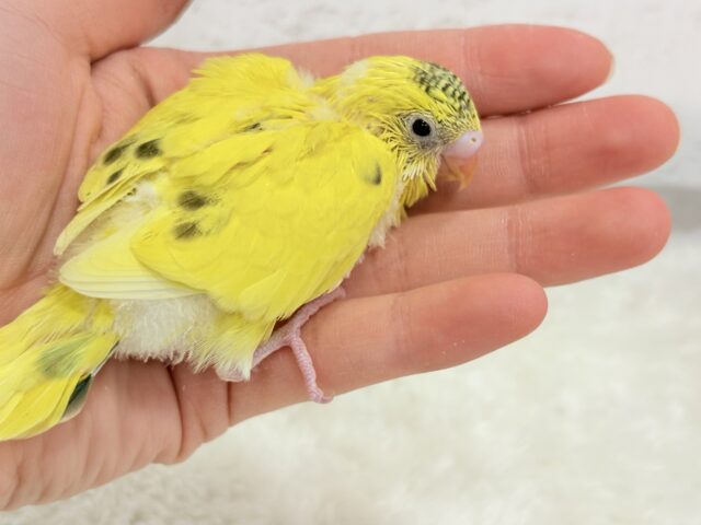 セキセイインコ