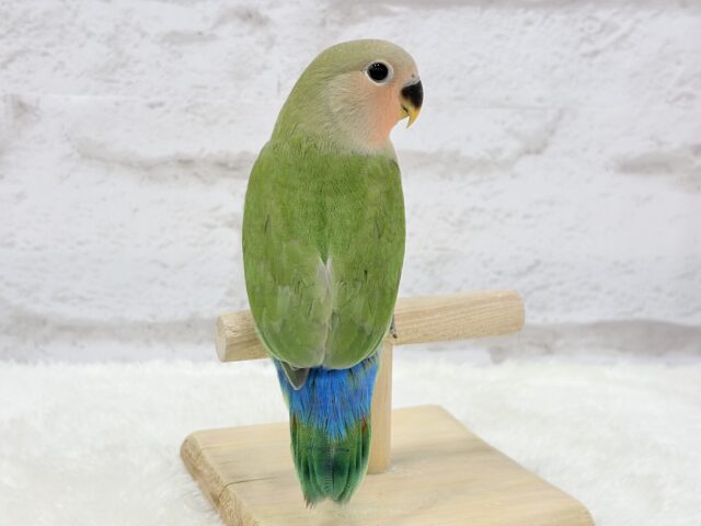 コザクラインコ（小桜インコ）