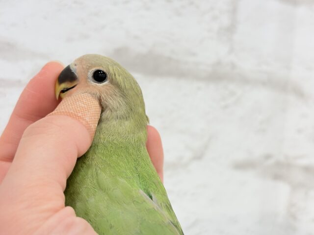 コザクラインコ（小桜インコ）