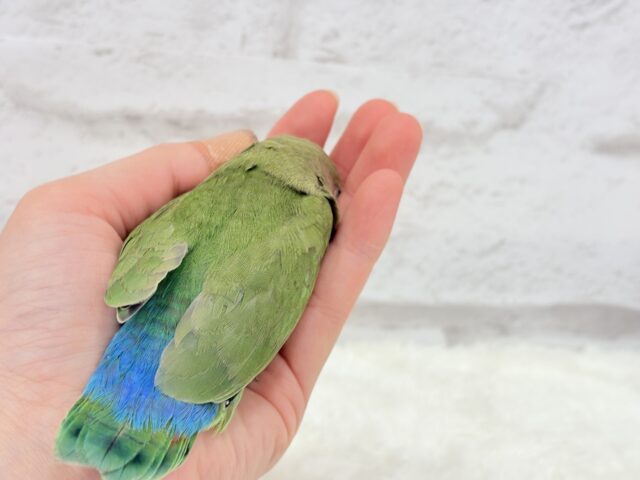 コザクラインコ（小桜インコ）