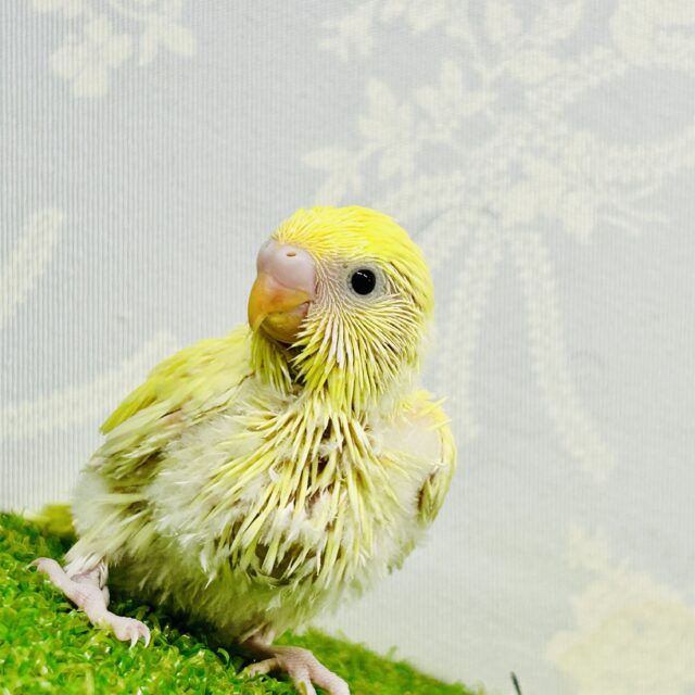 セキセイインコ