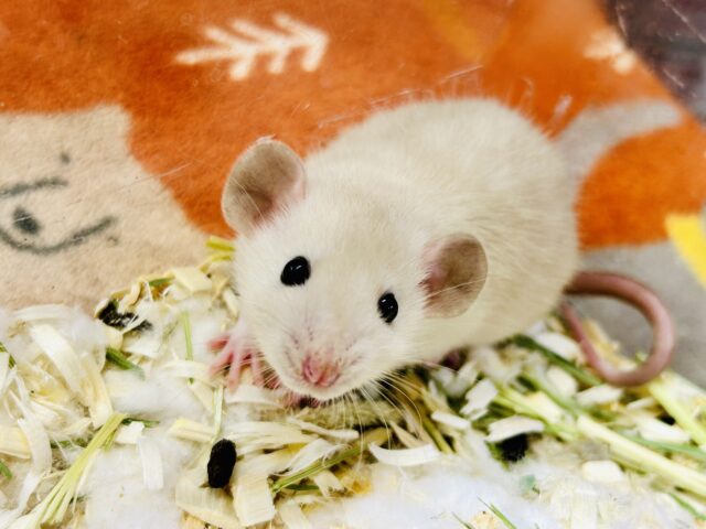 ファンシーラット