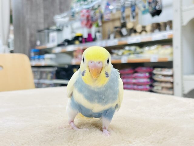 セキセイインコ