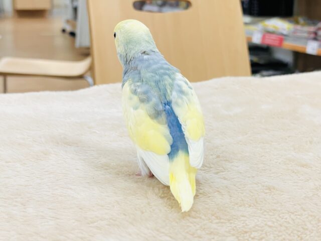 セキセイインコ