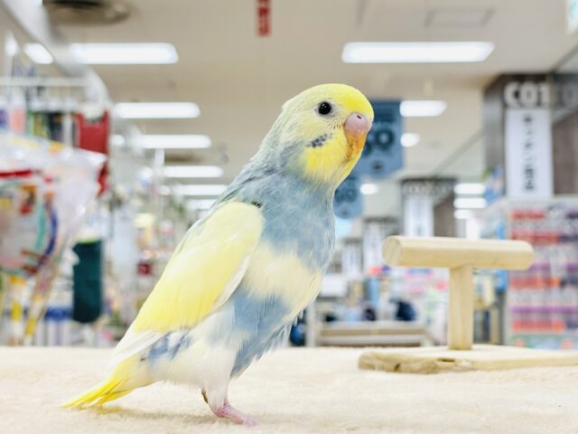 セキセイインコ