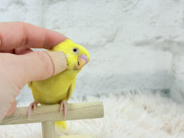 セキセイインコ