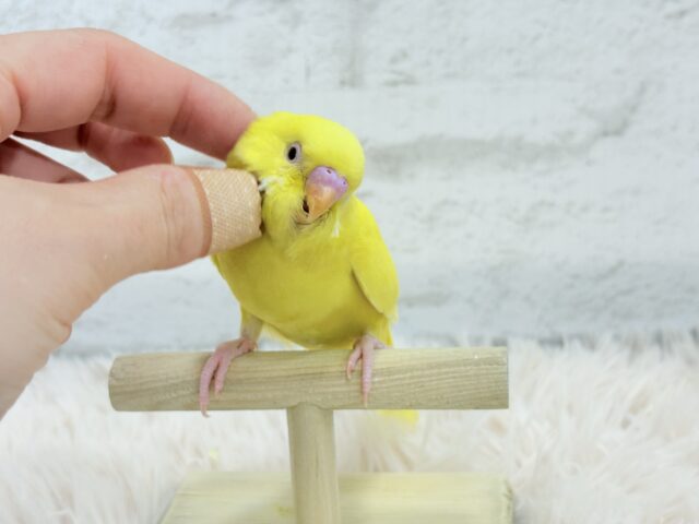 セキセイインコ