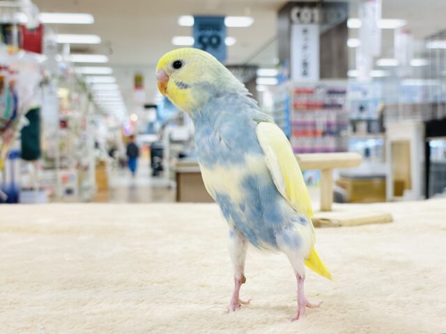 セキセイインコ