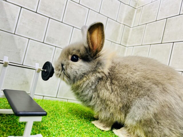 ライオンラビット