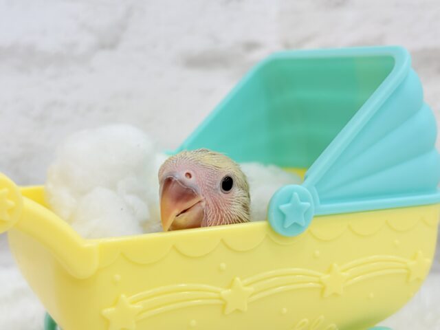 コザクラインコ（小桜インコ）