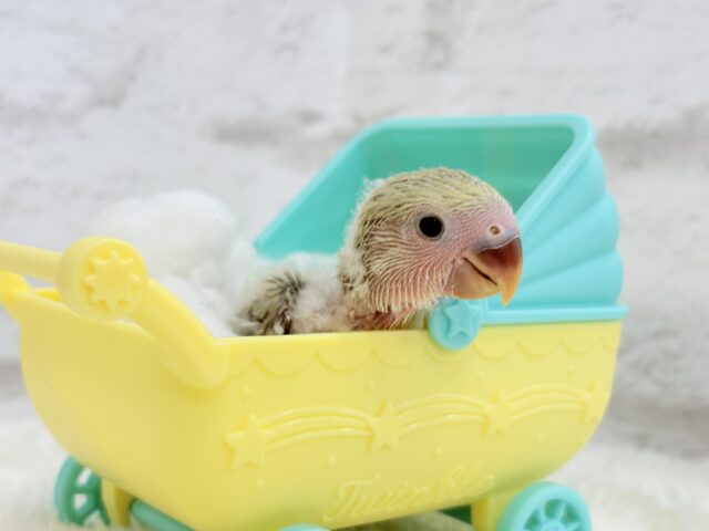 コザクラインコ（小桜インコ）